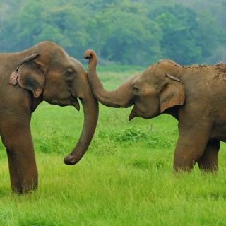 Sri Lanka